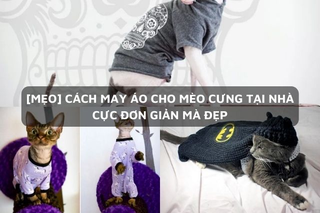 [1001+] Cách làm áo cho mèo cực xinh giúp bạn tiết kiệm túi tiền