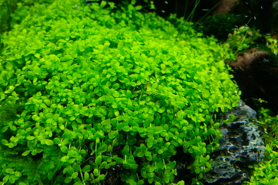 Cây thuỷ sinh trân châu ngọc trai giúp làm tăng nồng độ oxy ở đáy bể