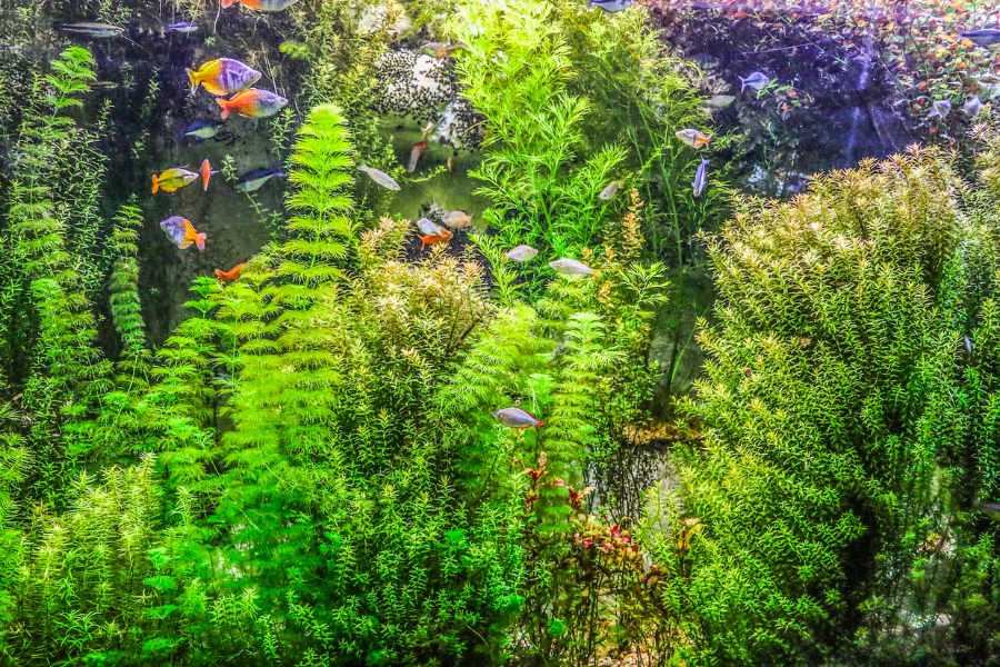 Cây thủy sinh là một phương pháp tự nhiên để bổ sung oxy cho bể cá hiệu quả