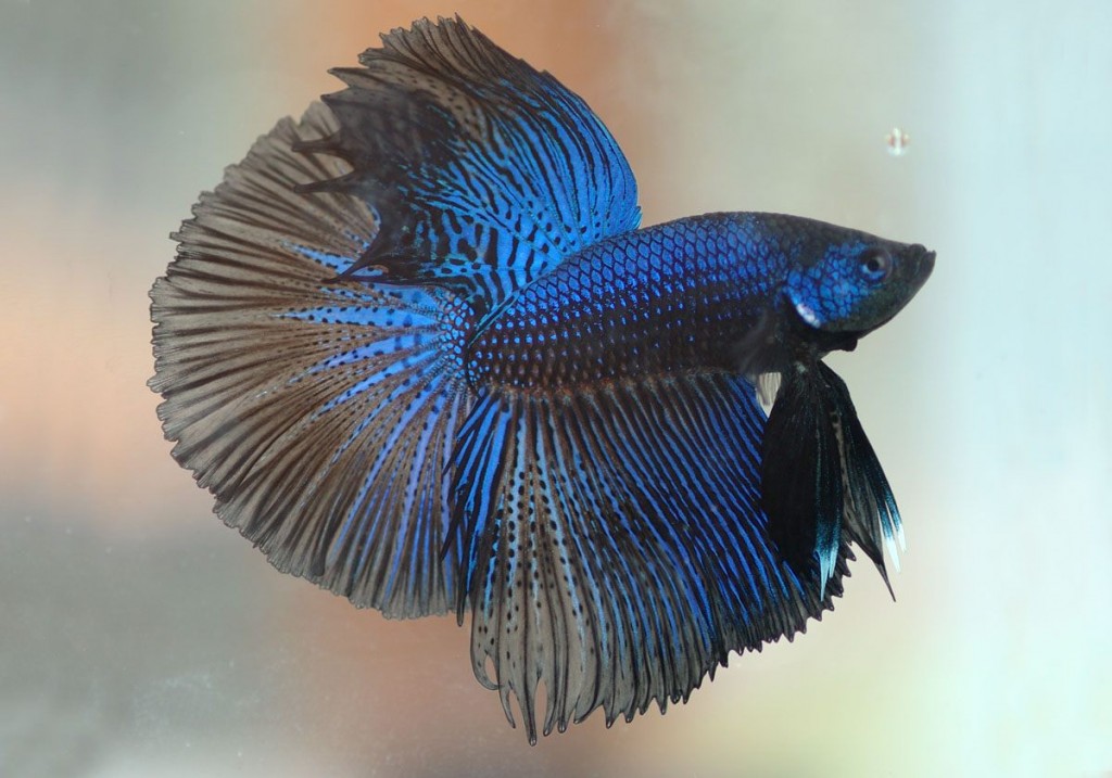 cach-nuoi-ca-lia-thia-1