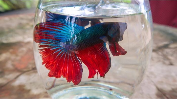 cach-nuoi-ca-lia-thia-2