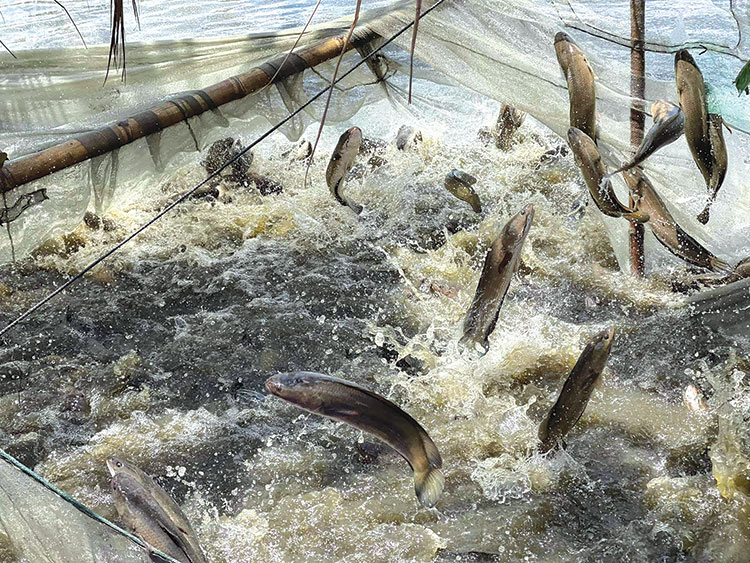 Nuôi cá lóc trong ao đất như thế nào để đạt năng suất cao?