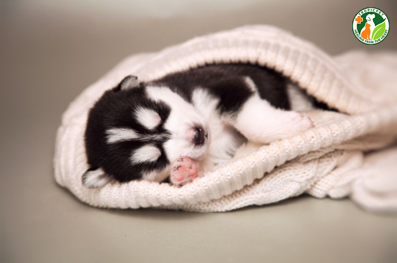 Cách nuôi chó con