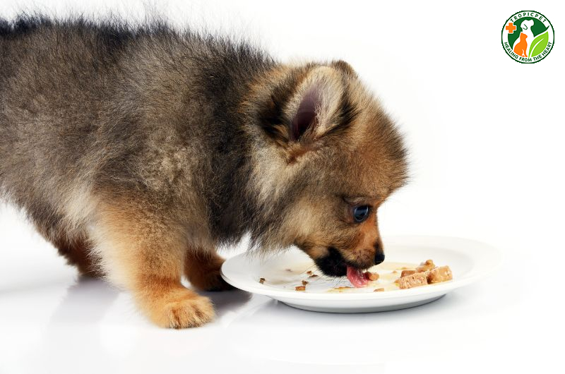 Cách nuôi chó con