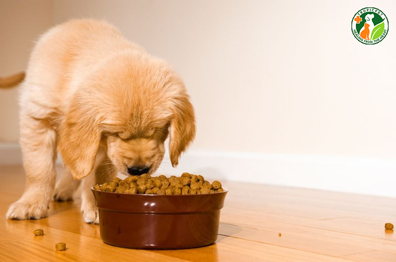 Cách nuôi chó con