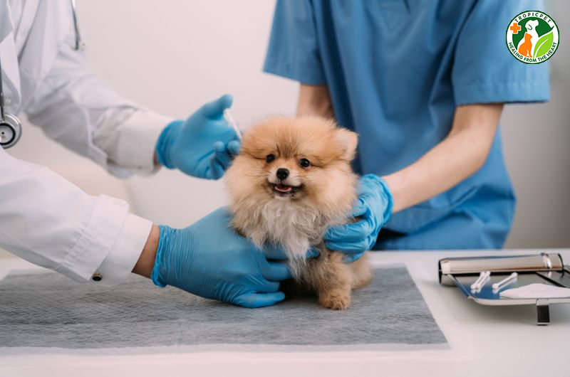 Cách nuôi chó con