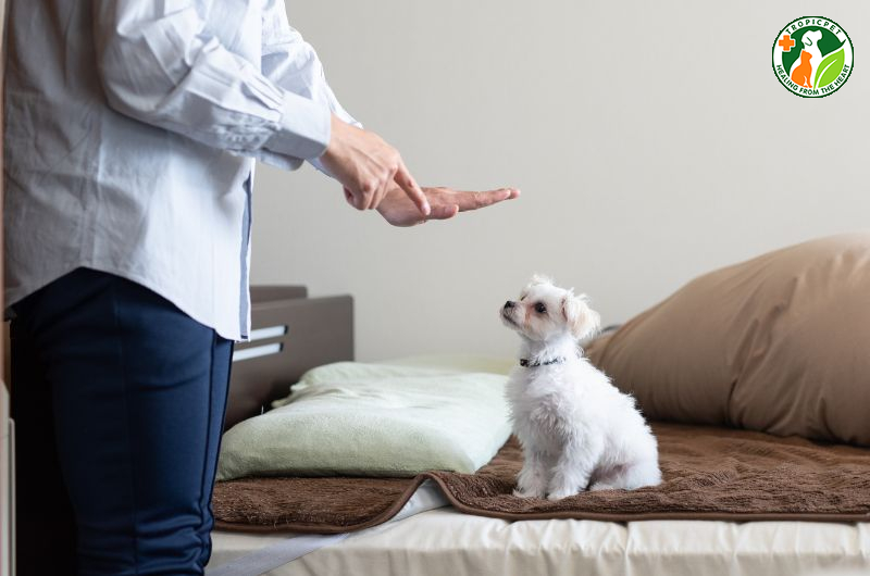 Cách nuôi chó con