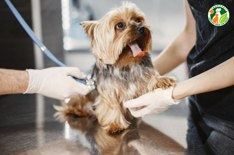 Cách nuôi chó con