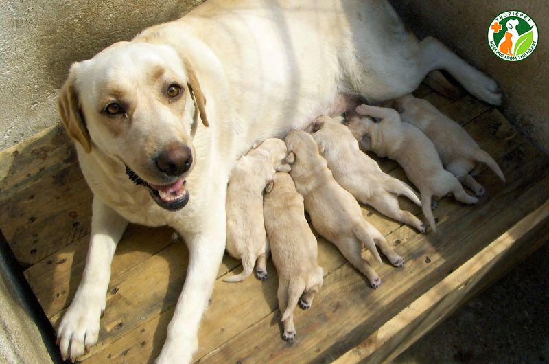 Cách nuôi chó con theo từng giai đoạn phát triển khoa học nhất