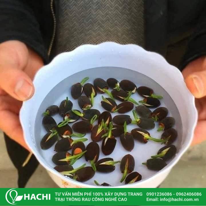 Ngâm hạt giống khi trồng sen Nhật 7 màu