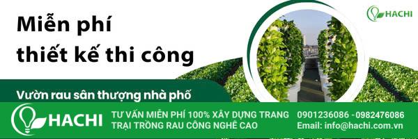 2 Cách trồng sen Nhật thủy canh mini dễ làm (thành công 100%)