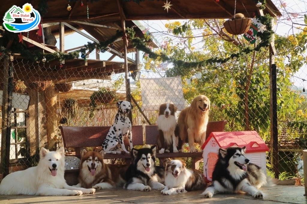 Top các quán cafe thú cưng siêu dễ thương tại Đà Lạt