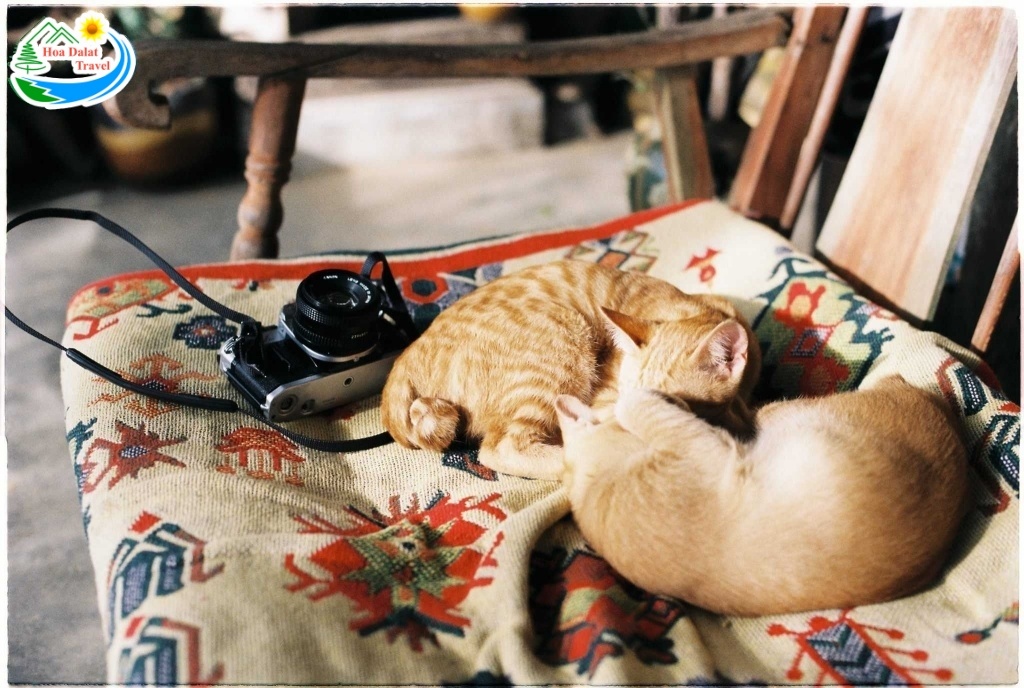 Các bé mèo ở Kong cafe