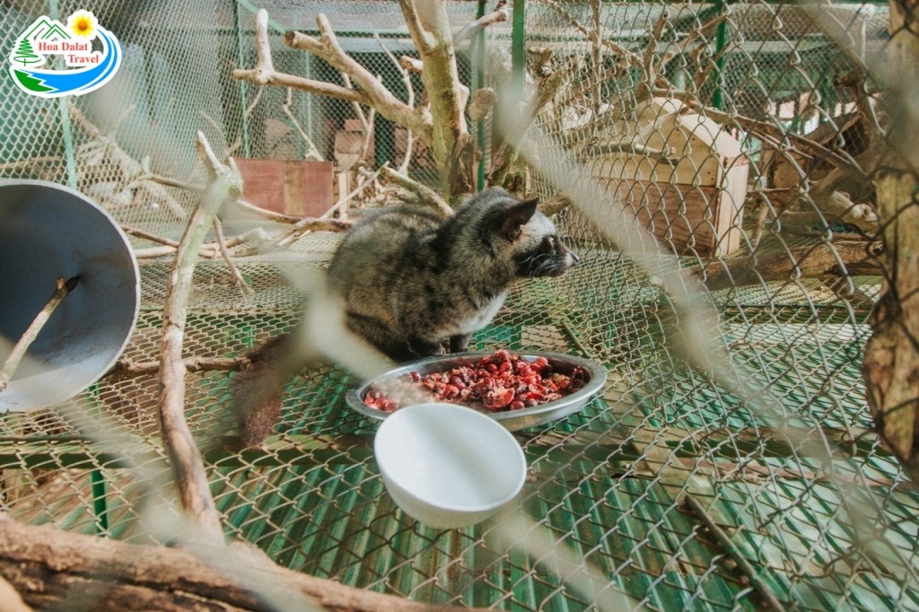 Pet chồn tại quán Mê Linh Coffee Garden Đà Lạt