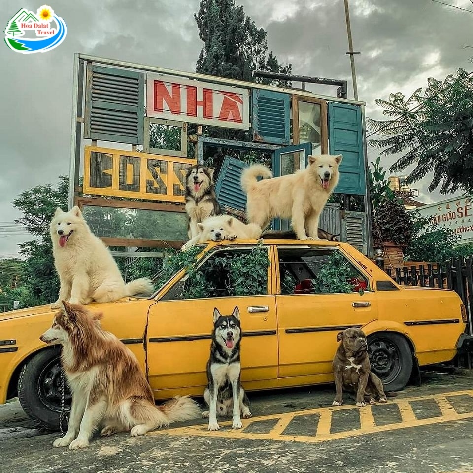 NHÀ BOSS - Coffee chó mèo