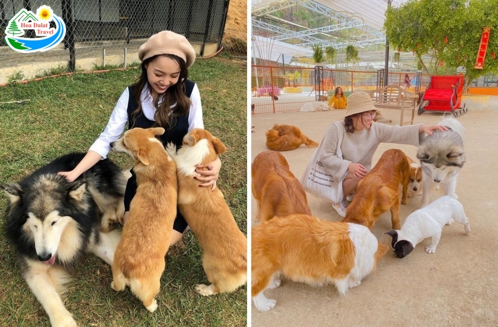 Nông trại cún Puppy Farm