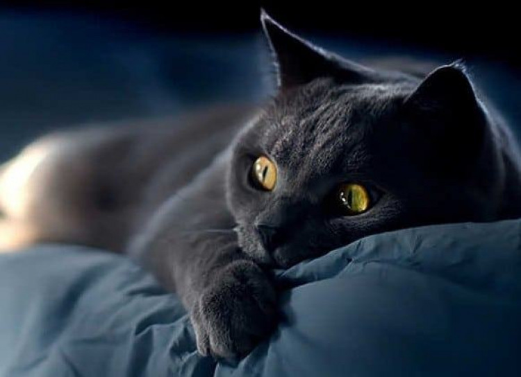 **Chạy Xe Cán Con Mèo Có Xui Không? Giải Đáp Quan Niệm Và Thực Tế**