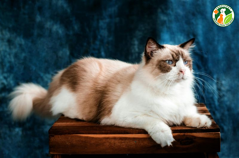 Cân nặng của mèo