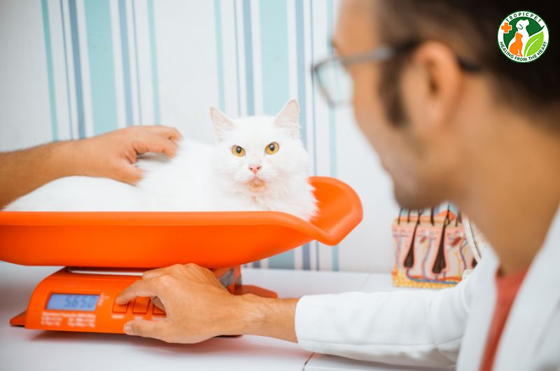 Cân nặng của mèo