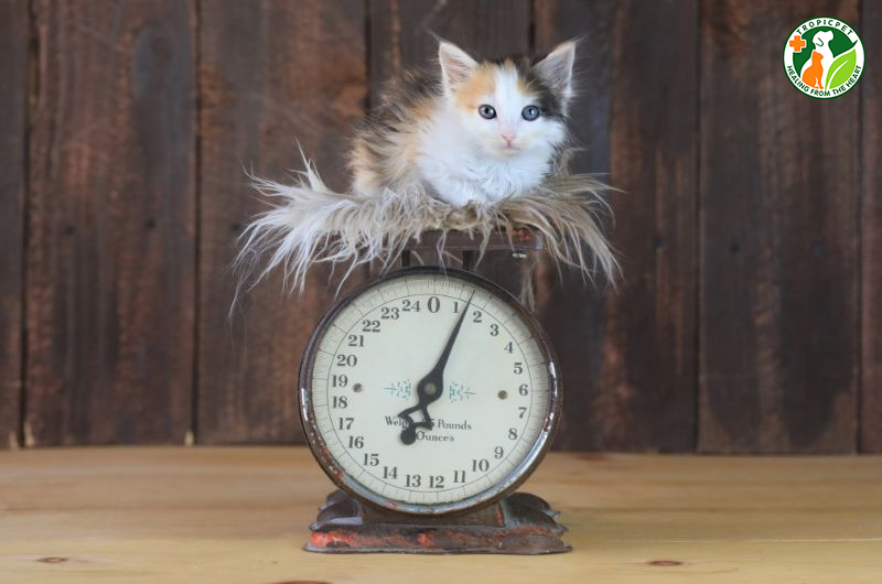 Cân nặng của mèo: Chỉ số quan trọng phản ánh sức khoẻ thú cưng