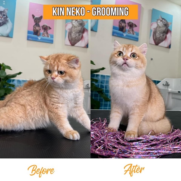 cạo lông mèo anh lông ngắn