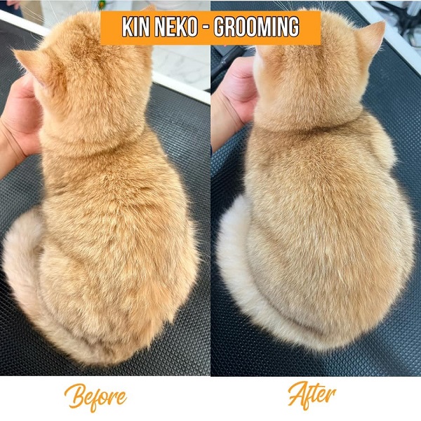 grooming cho mèo anh lông ngắn