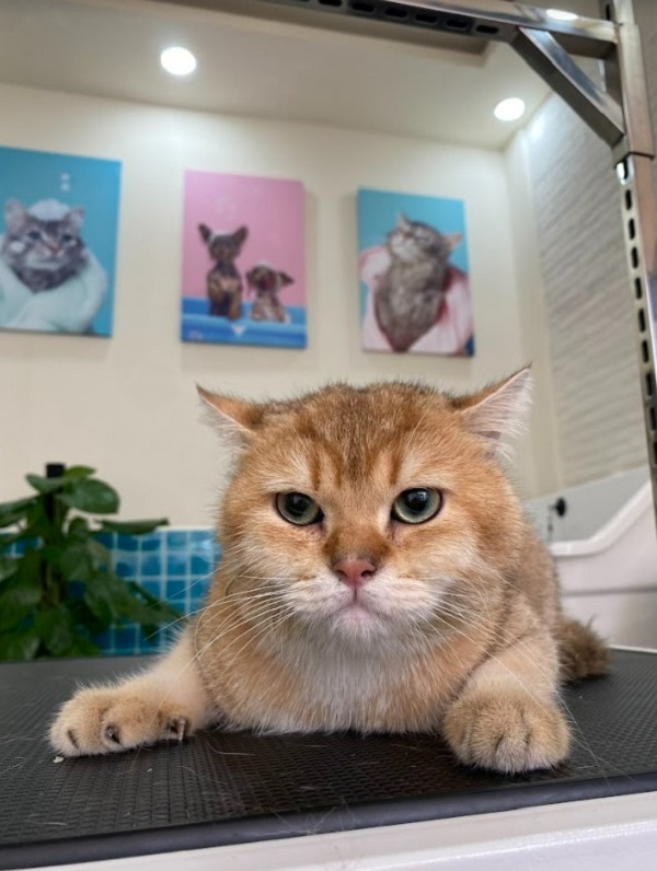 Một ngày của Boss Anh lông ngắn tại Kin Neko Grooming