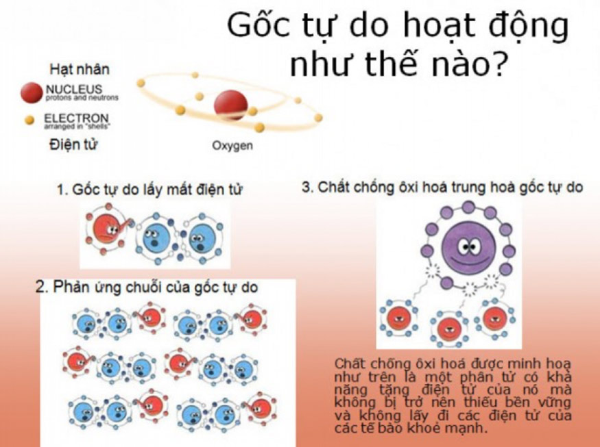 oxi hóa gây ra gốc tự do