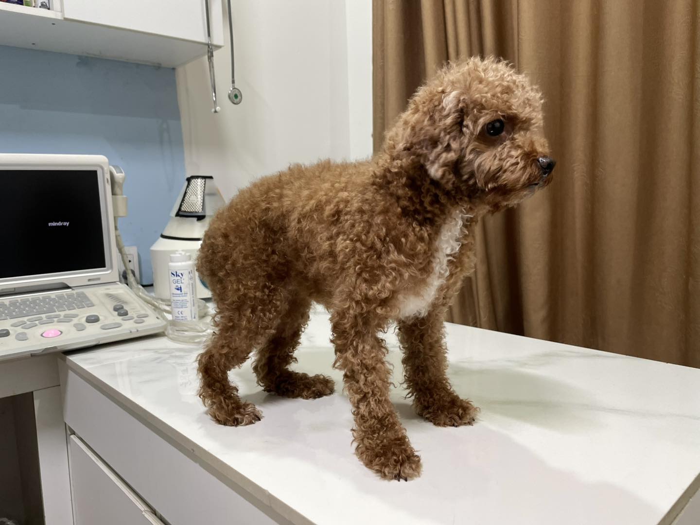 Phân loại viêm tử cung ở chó