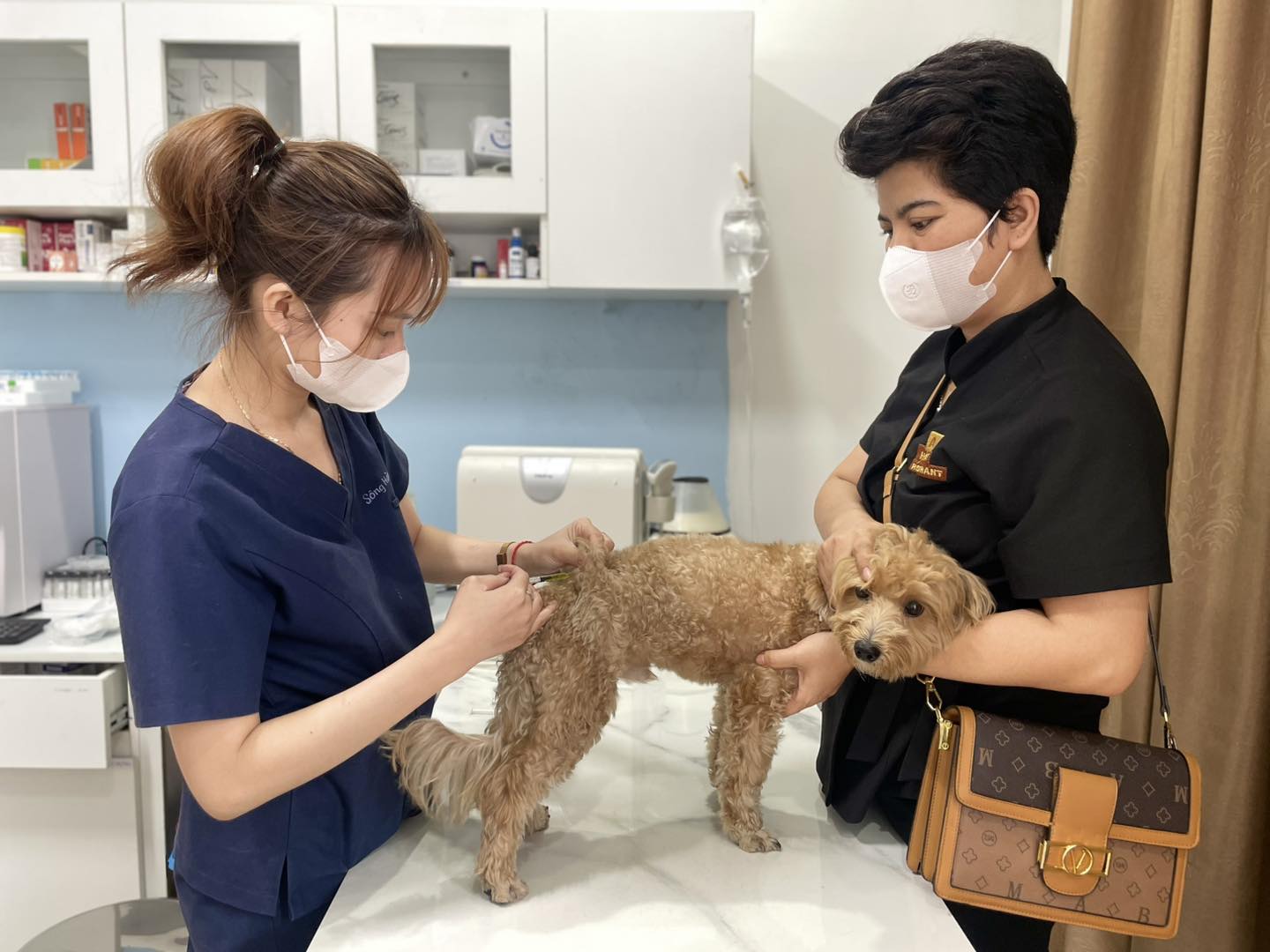 Tiến hành khám tổng quát cho chó bị viêm tử cung