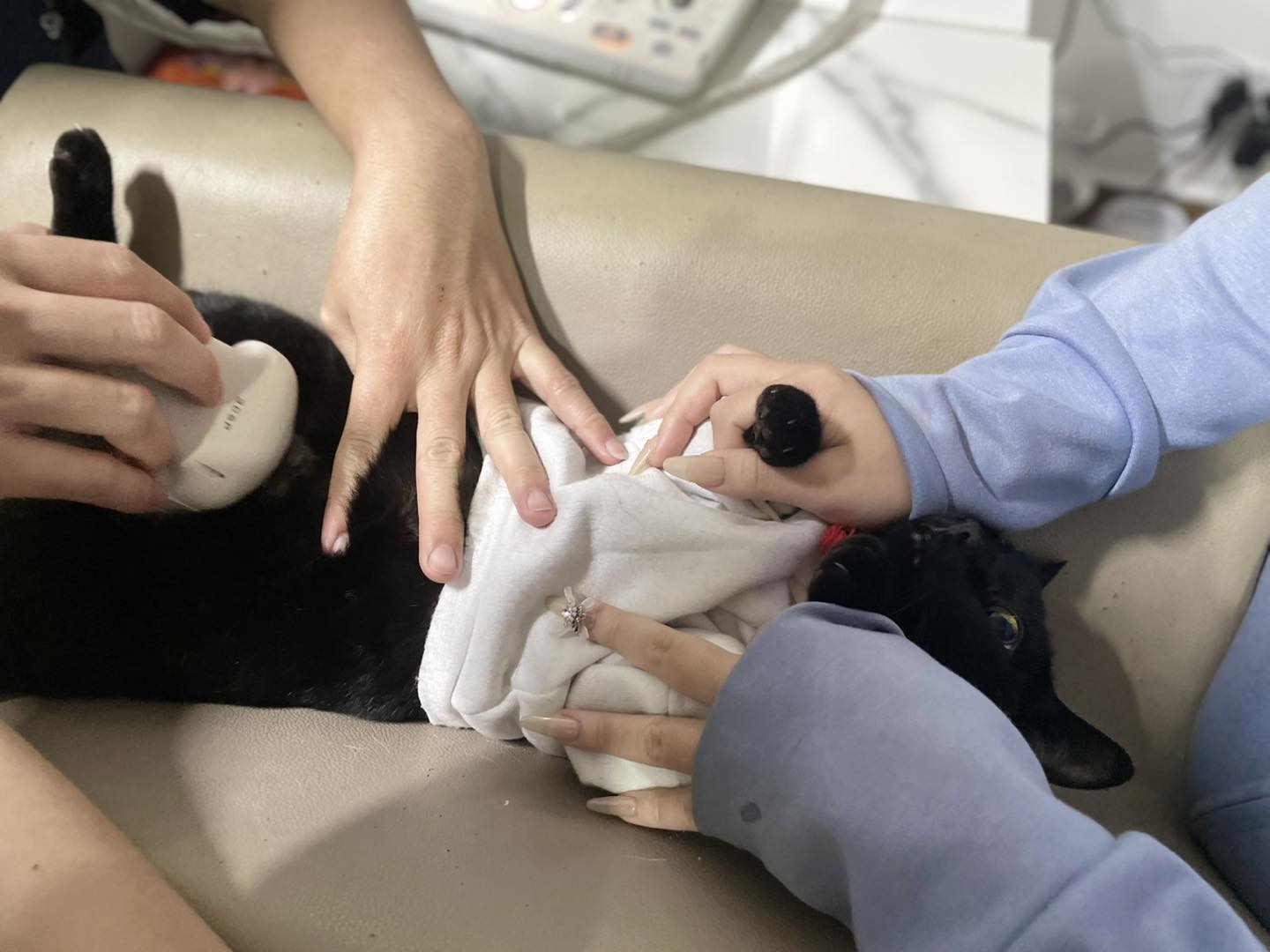 Chi phí phẫu thuật viêm tử cung ở chó phụ thuộc vào nhiều yếu tố