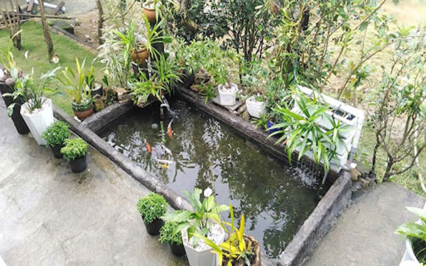 Báo Giá Xây Hồ Cá Koi 2 Khối Trọn Gói