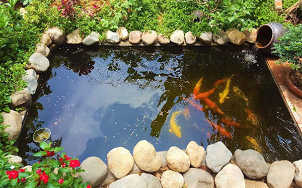 Báo Giá Xây Hồ Cá Koi 2 Khối Trọn Gói