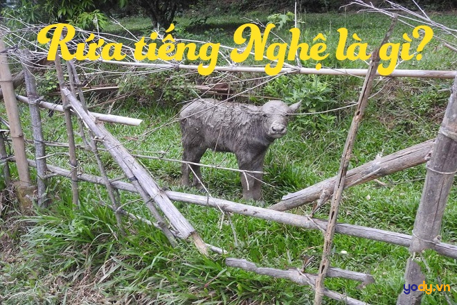 Rứa là gì? Mô tê răng rứa là gì? Trọn bộ từ điển tiếng Trung