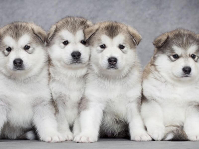 Chó Alaska giá 7 triệu