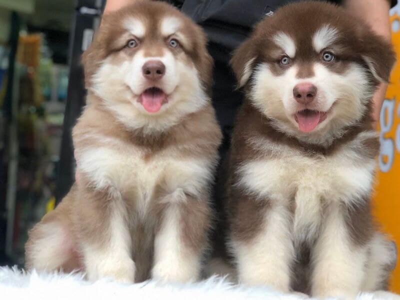 Chó Alaska giá 7 triệu