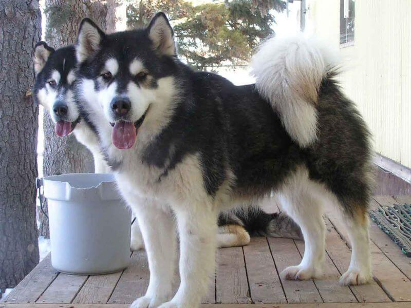 Chó Alaska giá 7 triệu có thật không? Khi mua cần lưu ý gì 2025