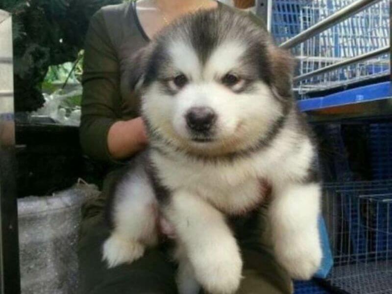 Chó Alaska giá rẻ dưới 3 triệu