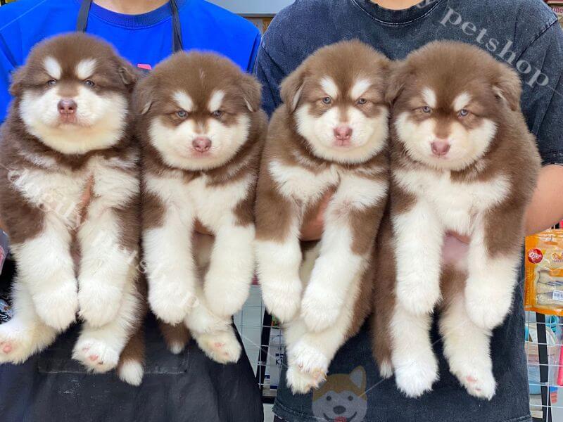 Chó Alaska giá rẻ dưới 3 triệu: Lưu ý, kinh nghiệm cần biết 2025