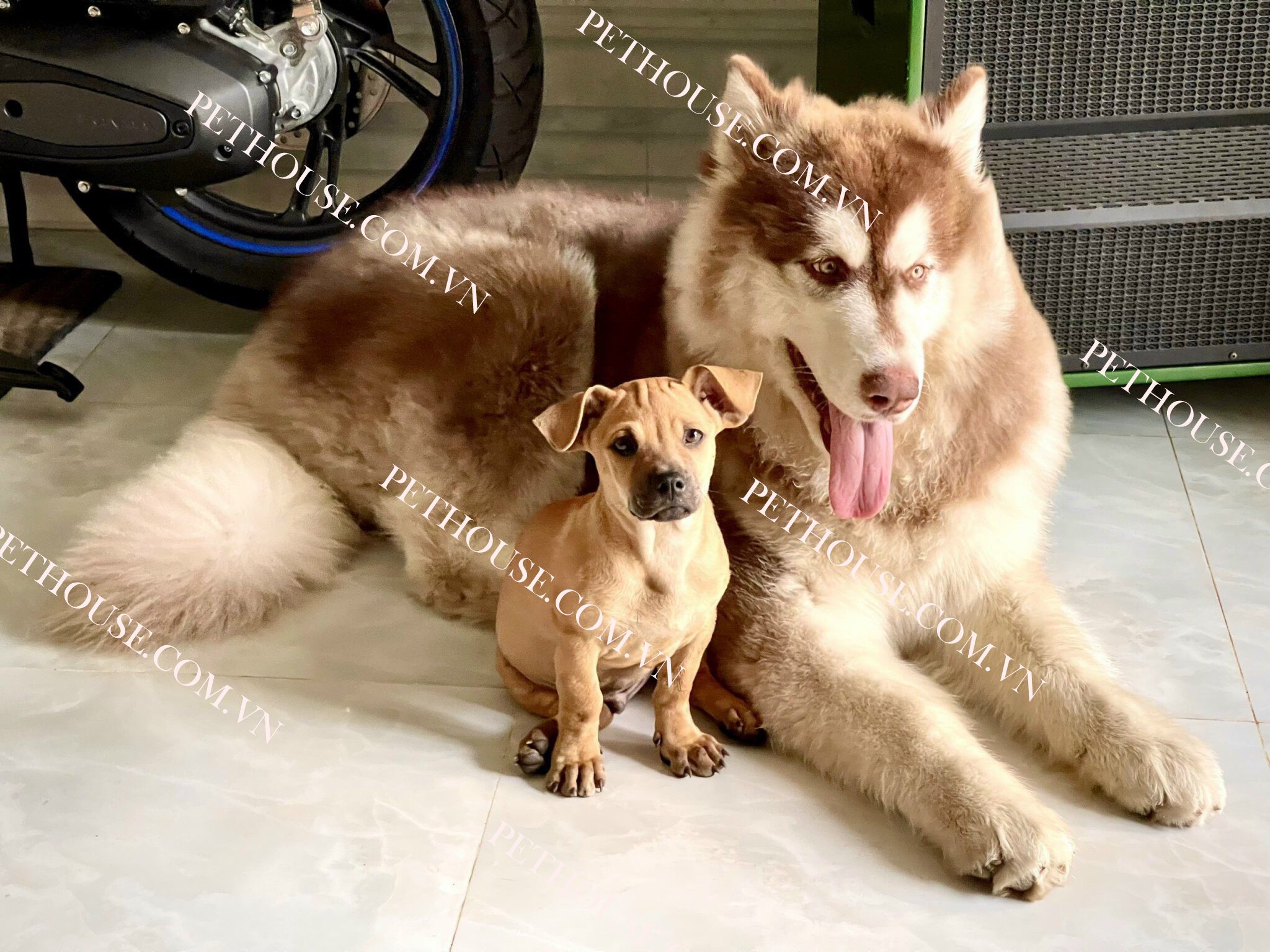 Chó Alaska tại PetHouse