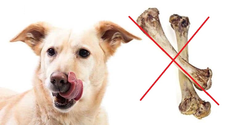 chó ăn xương không tiêu phải làm sao 2