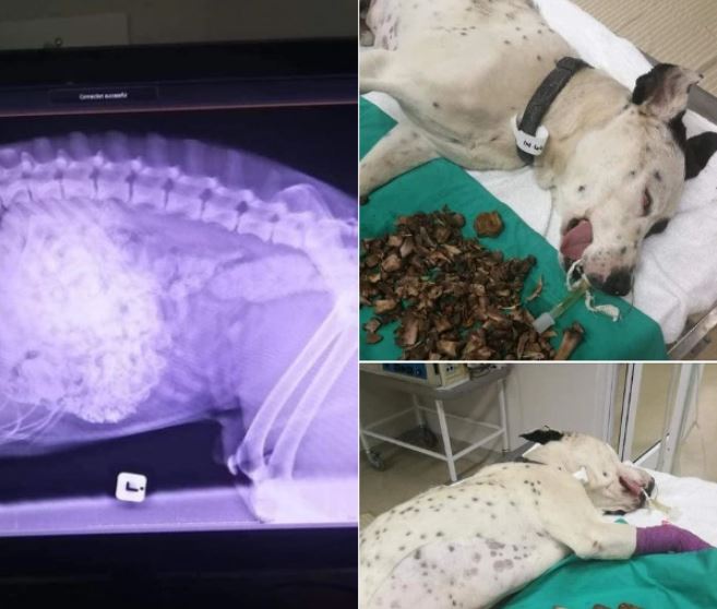 chó ăn xương không tiêu phải làm sao 3