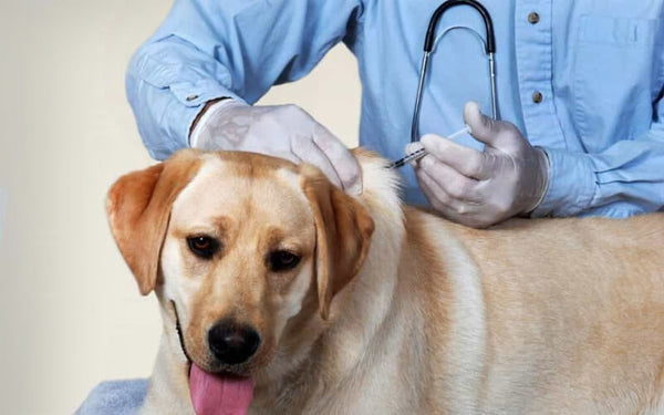 chi phí cắt tỉa lông chó