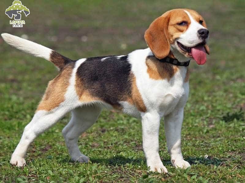 chó Beagle