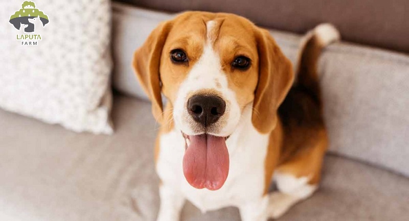 chó Beagle