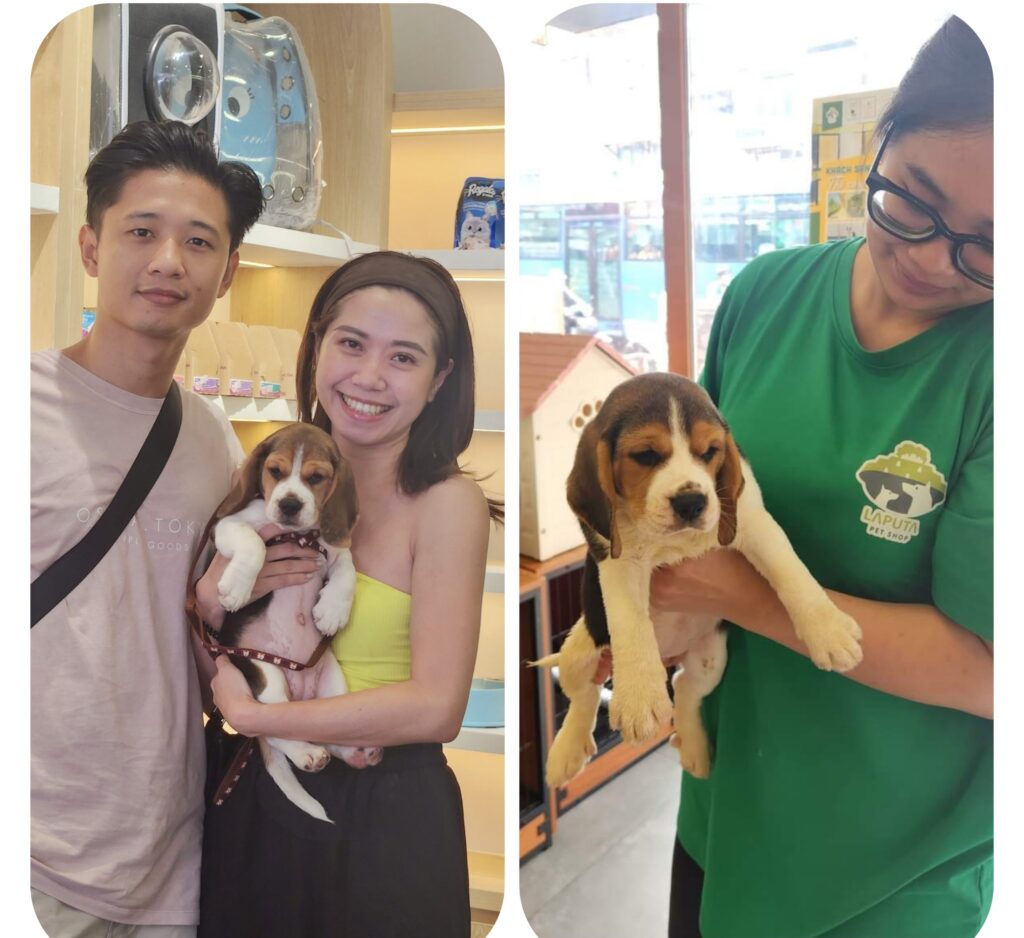 Bàn giao các bé Beagle chó khách hàng của Laputa