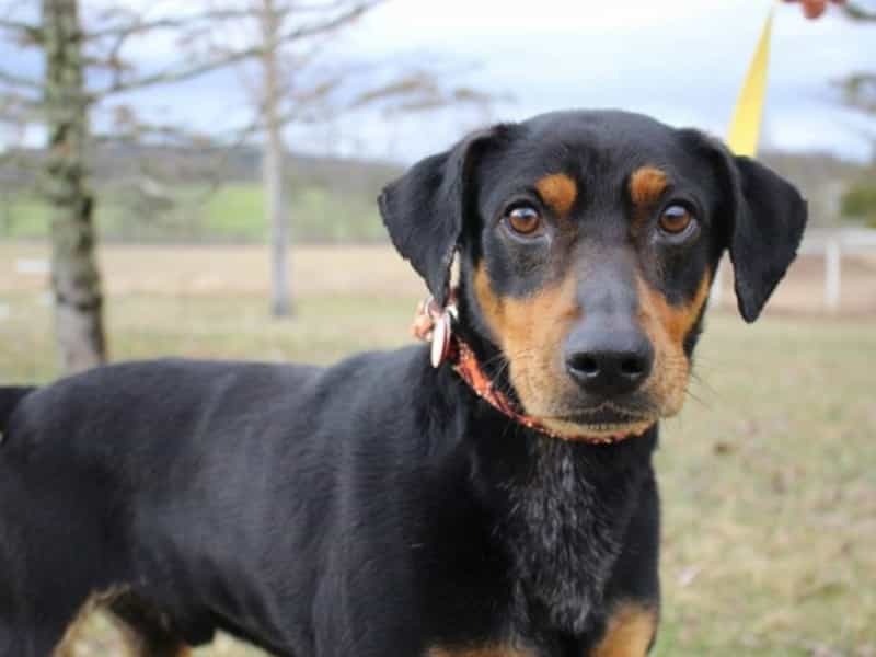 cho-phu-quoc-lai-312