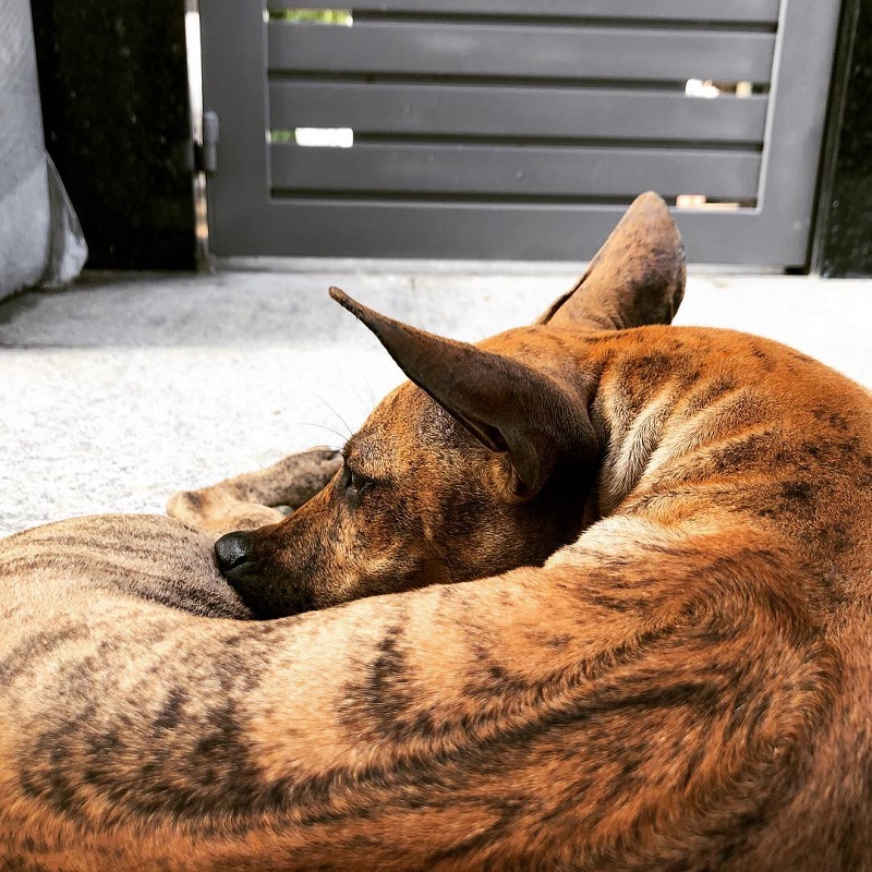 cho-phu-quoc-lai-310