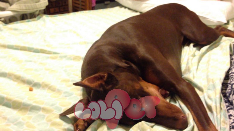 cho canh bi viem nao 2