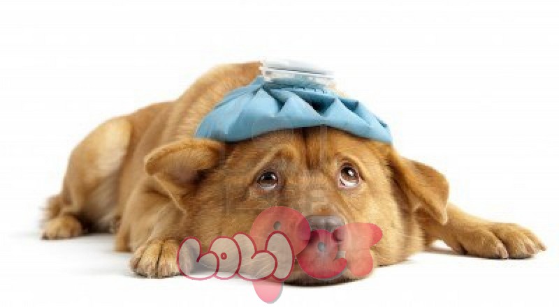 Tổn thương não ở Chó Cảnh – Xem ngay để phòng tránh trước khi quá muộn